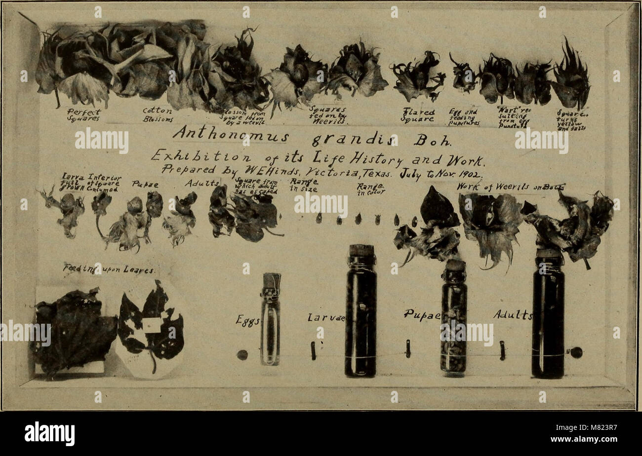 Bulletin (1904) (20428527395 Stock Photo - Alamy