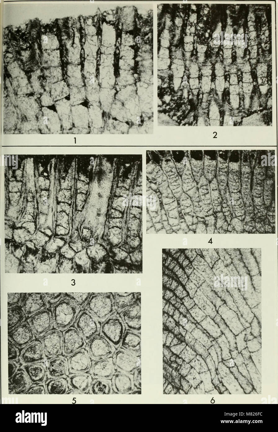This 1970 bulletin provides updates and announcements from a specific