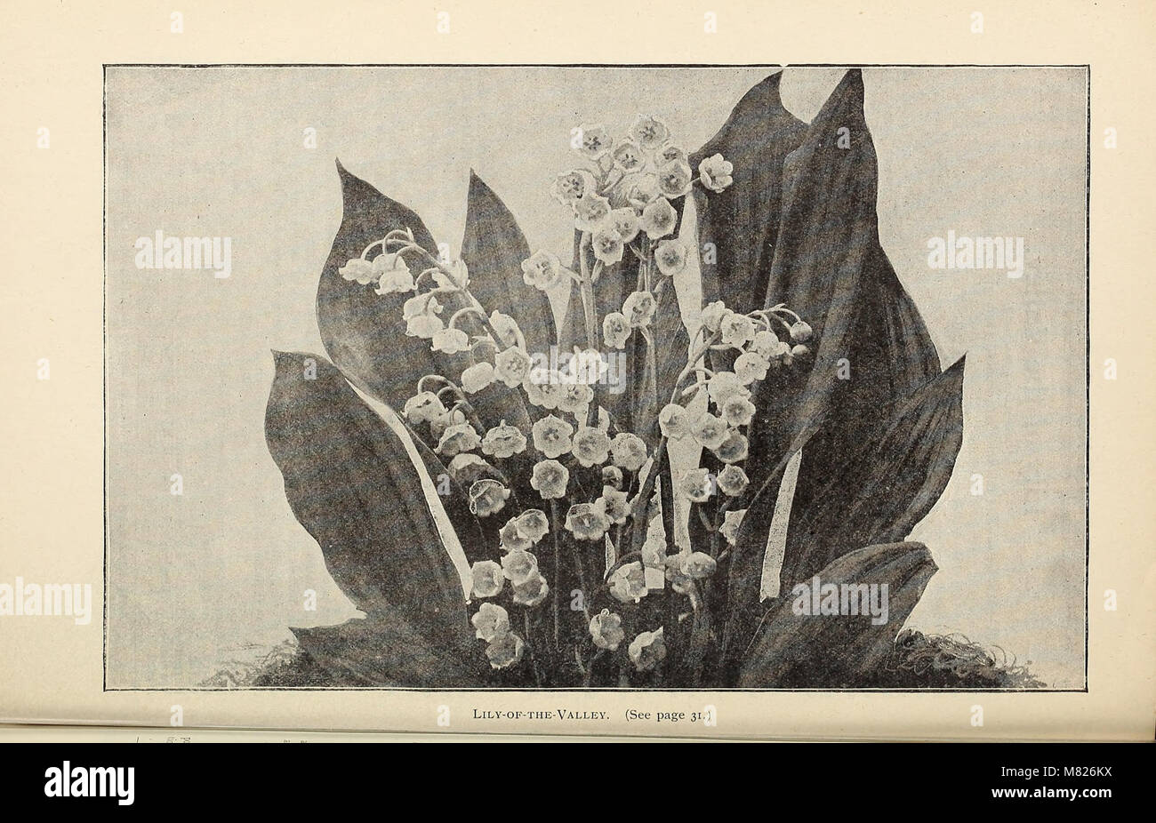 Bulbs seeds and plants for fall planting 1893 20232096478 stock