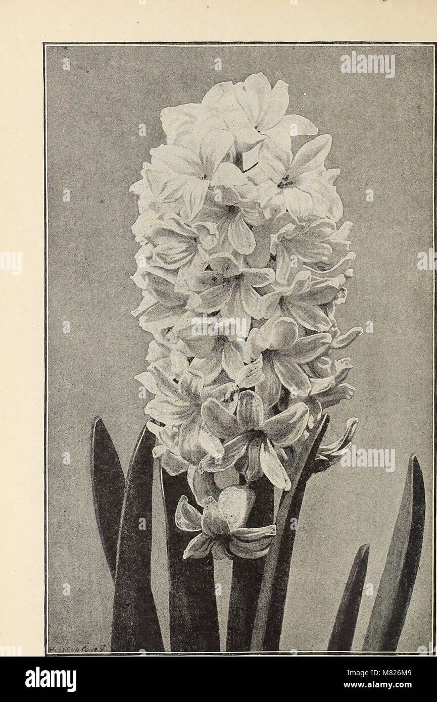 Bulbs seeds and plants for fall planting 1893 20233426399 stock