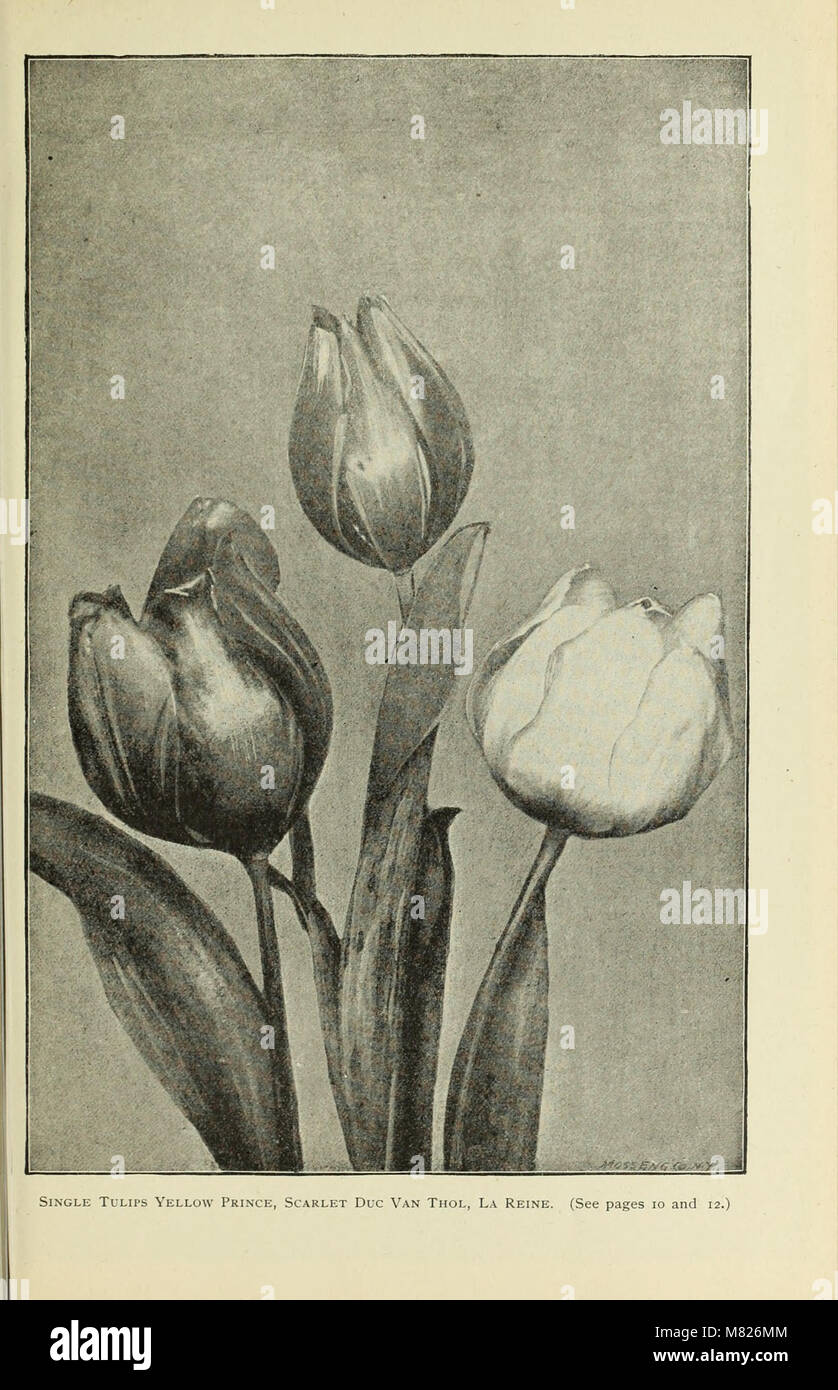Bulbs seeds and plants for fall planting 1893 20233429619 stock