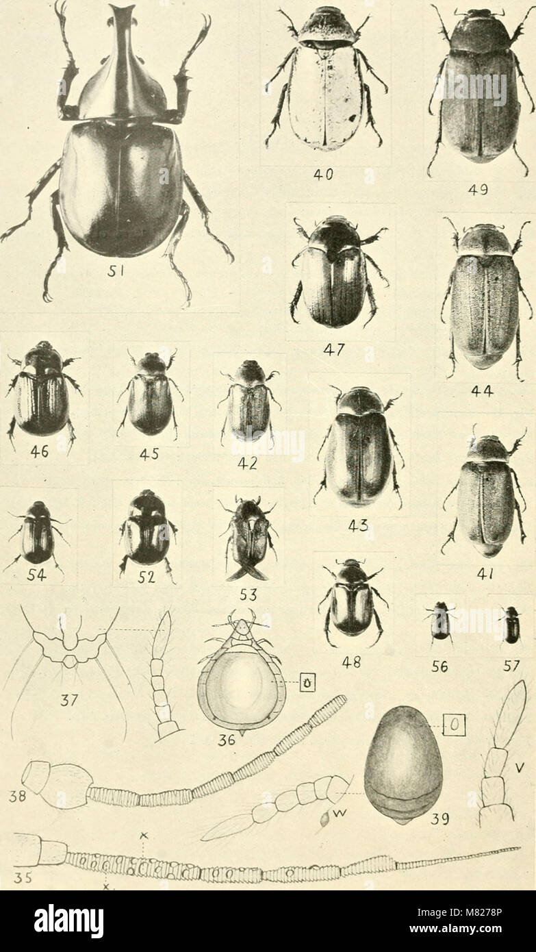 Insect Division A 1916 bulletin from the Division of Entomology in Queensland ...