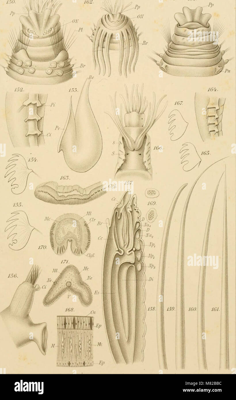 Bulletin biologique de la France et de la Belgique (1897) (20404023646) Stock Photo