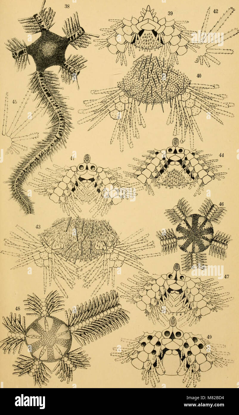Bulletin biologique de la France et de la Belgique (1907) (20242267068) Stock Photo