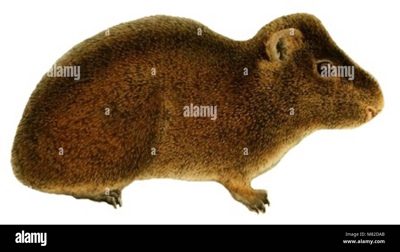 Carnegie Institution of Washington publication (1914) (white background