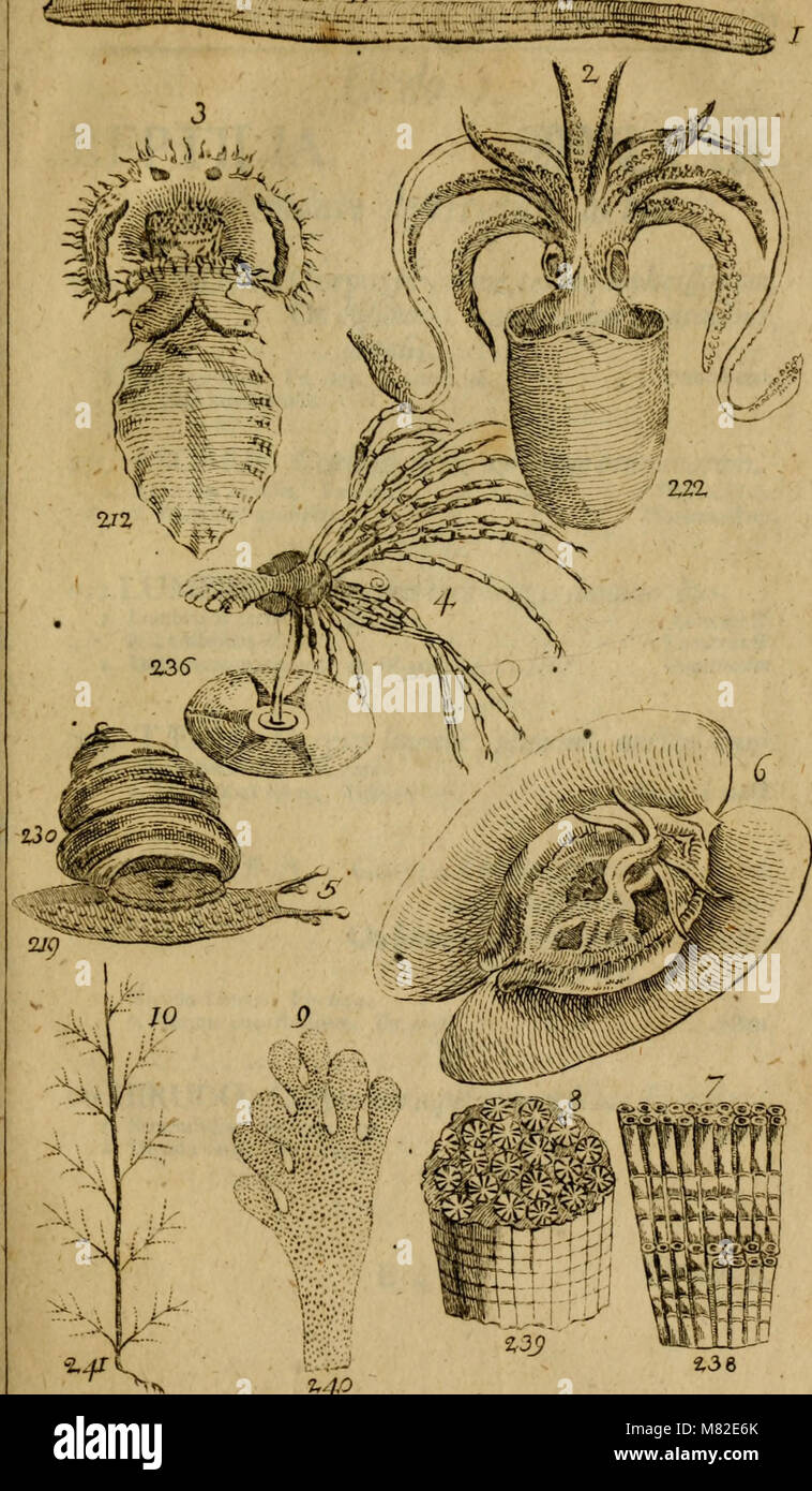 Caroli Linnæi - Systema naturæ; sistens regna tria naturæ, in classes et ordines, genera et species redacta tabulisque æneis illustrata (1748) (20352381519) Stock Photo