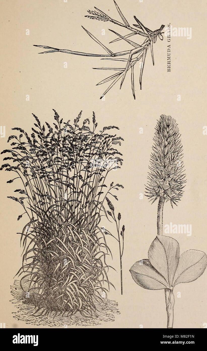 This 1884 catalog provides a list of seed prices and varieties for