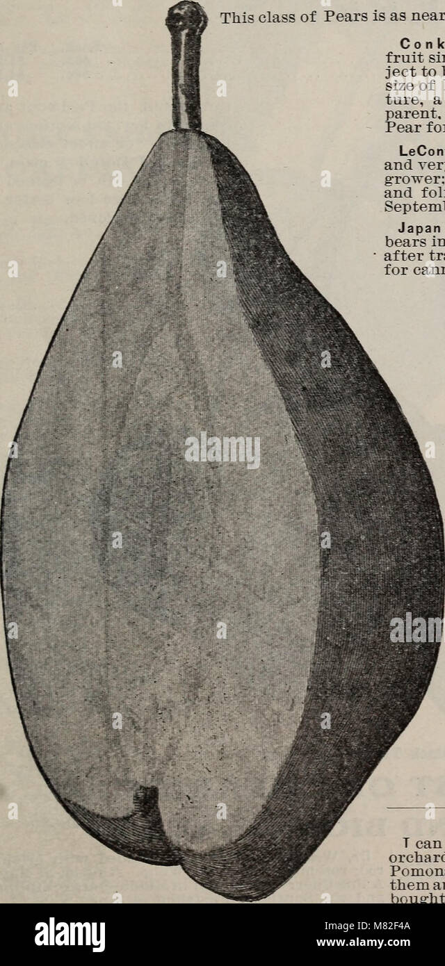 Catalogue, J. Van Lindley Nursery Co. - fruit, shade and ornamental trees (1902) (20378857630) Stock Photo