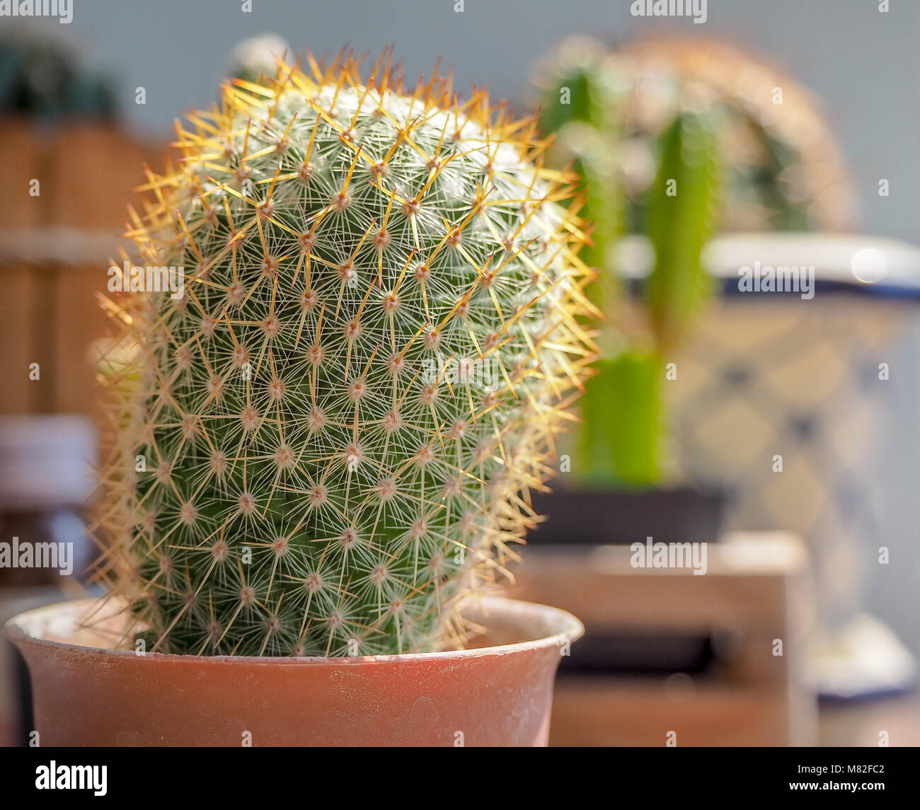 little cactus on small pot for decoration Stock Photo