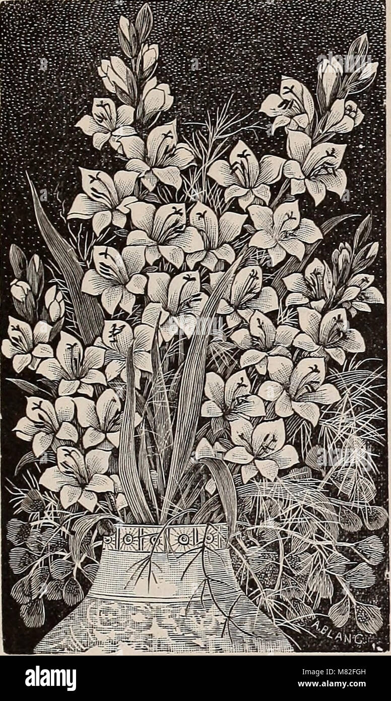 Seedsman High Resolution Stock Photography and Images Alamy