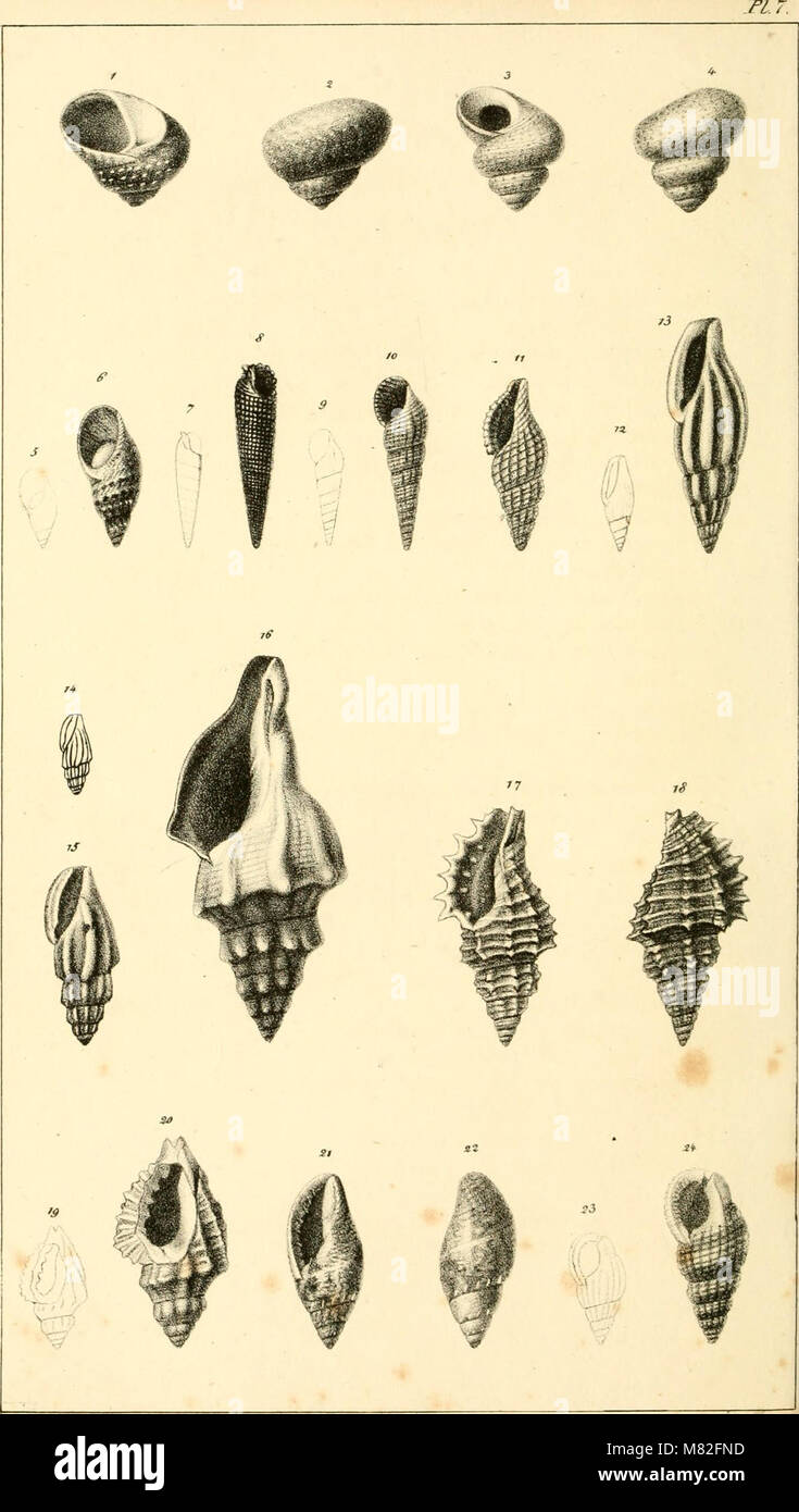Catalogue descriptif et méthodique des annelides et des mollusques de l'ile de Corse; avec huit planches représentant quatre-vingt-huit espéces, dont soixante-huit nouvelles (1826) (19954706634) Stock Photo