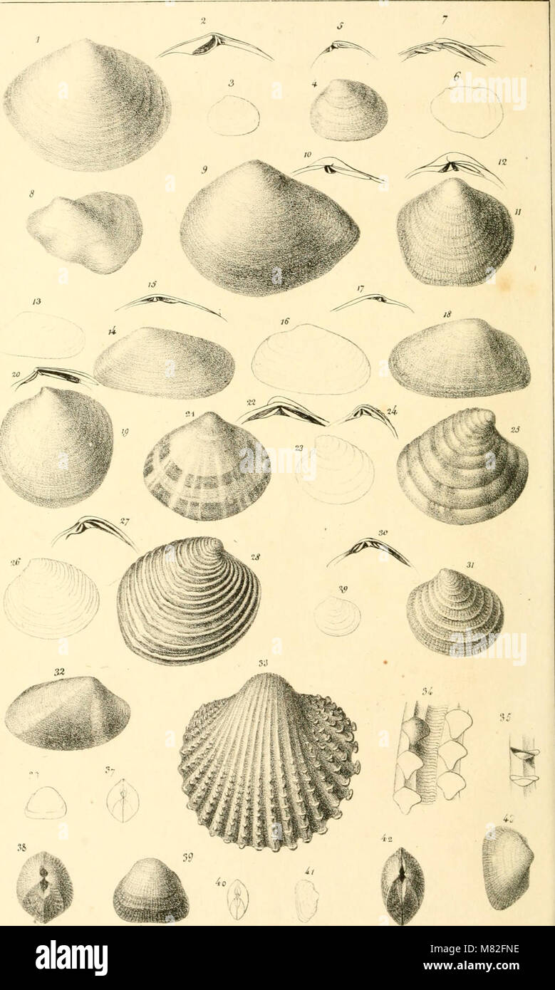 Catalogue descriptif et méthodique des annelides et des mollusques de l'ile de Corse; avec huit planches représentant quatre-vingt-huit espéces, dont soixante-huit nouvelles (1826) (20389281940) Stock Photo