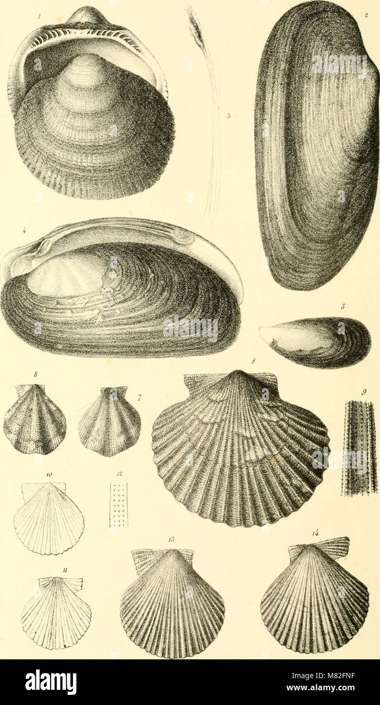 Catalogue descriptif et méthodique des annelides et des mollusques de l'ile de Corse; avec huit planches représentant quatre-vingt-huit espéces, dont soixante-huit nouvelles (1826) (20390580959) Stock Photo