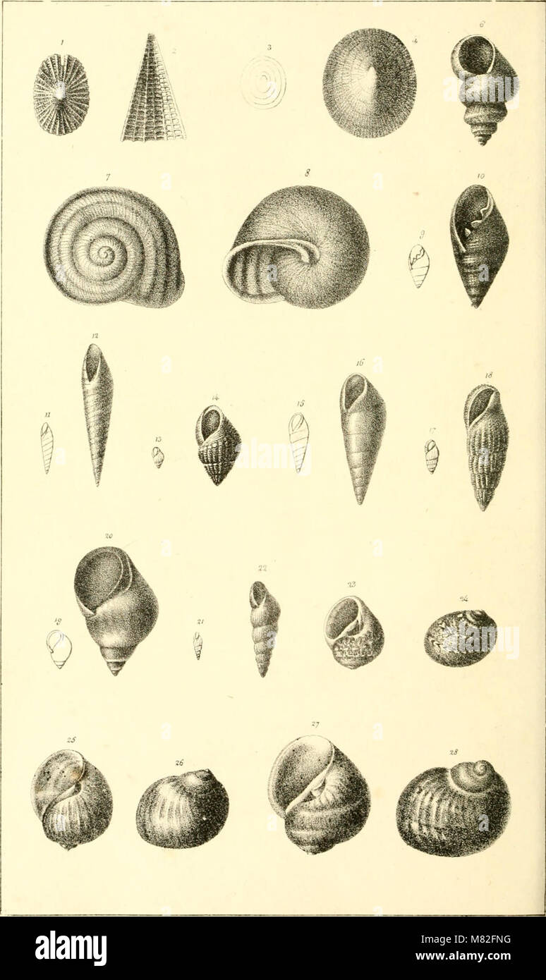 Catalogue descriptif et méthodique des annelides et des mollusques de l'ile de Corse; avec huit planches représentant quatre-vingt-huit espéces, dont soixante-huit nouvelles (1826) (20551053046) Stock Photo