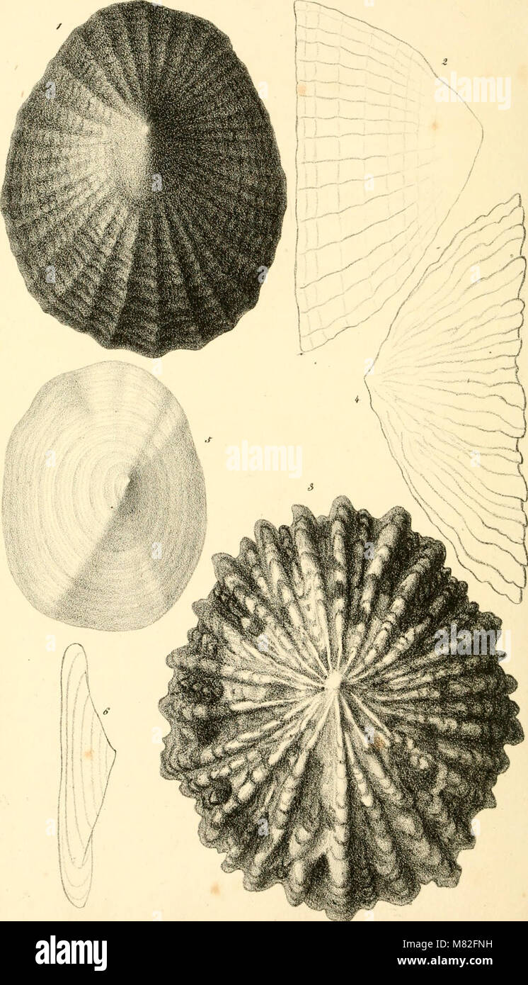 Catalogue descriptif et méthodique des annelides et des mollusques de l'ile de Corse; avec huit planches représentant quatre-vingt-huit espéces, dont soixante-huit nouvelles (1826) (20583822151) Stock Photo