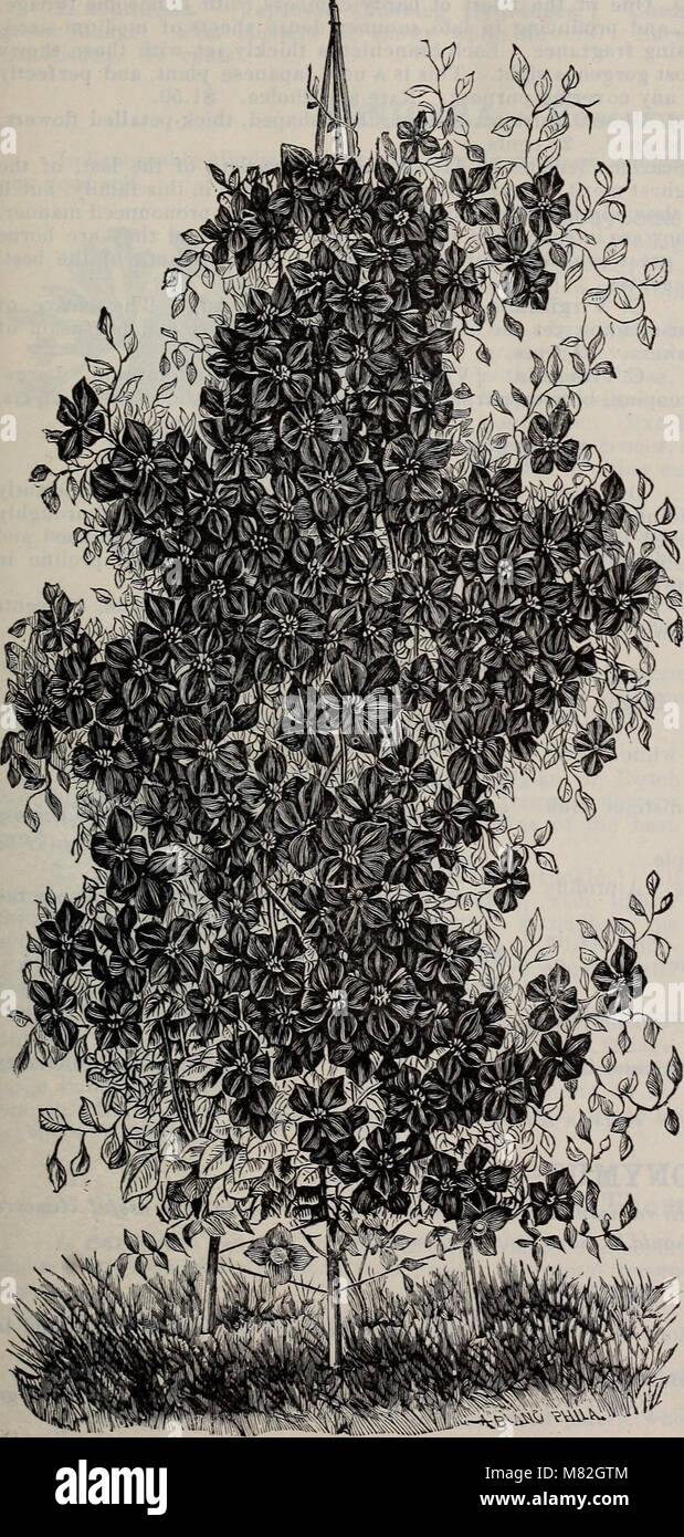 Catalogue of hardy ornamental trees, shrubs, and vines, hardy flowers