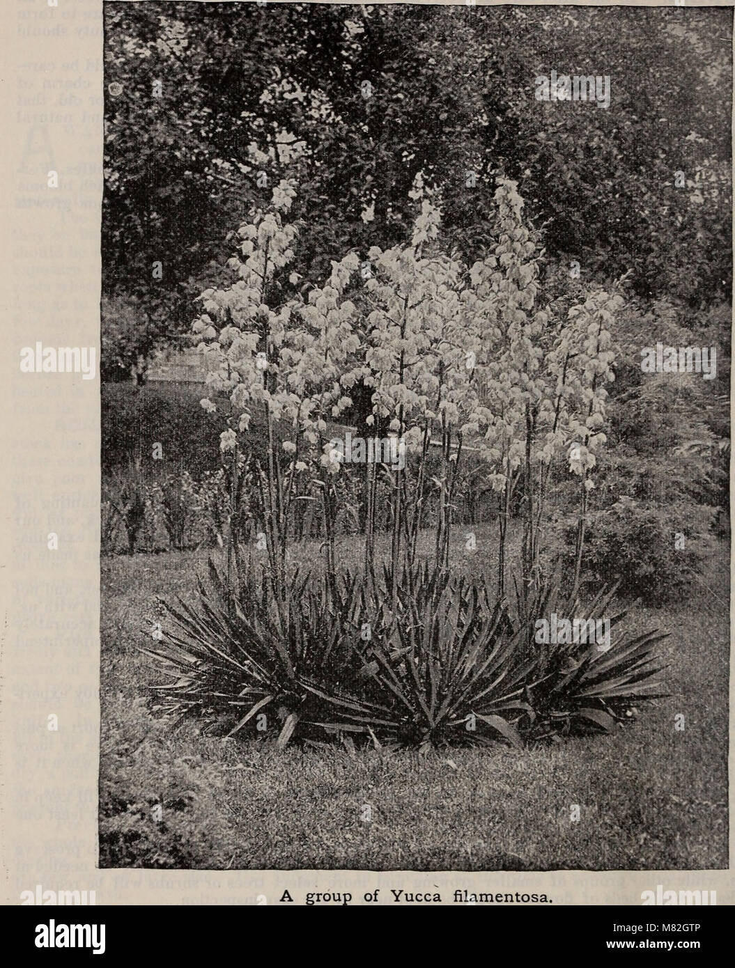 Catalogue of hardy ornamental trees, shrubs, and vines, hardy flowers