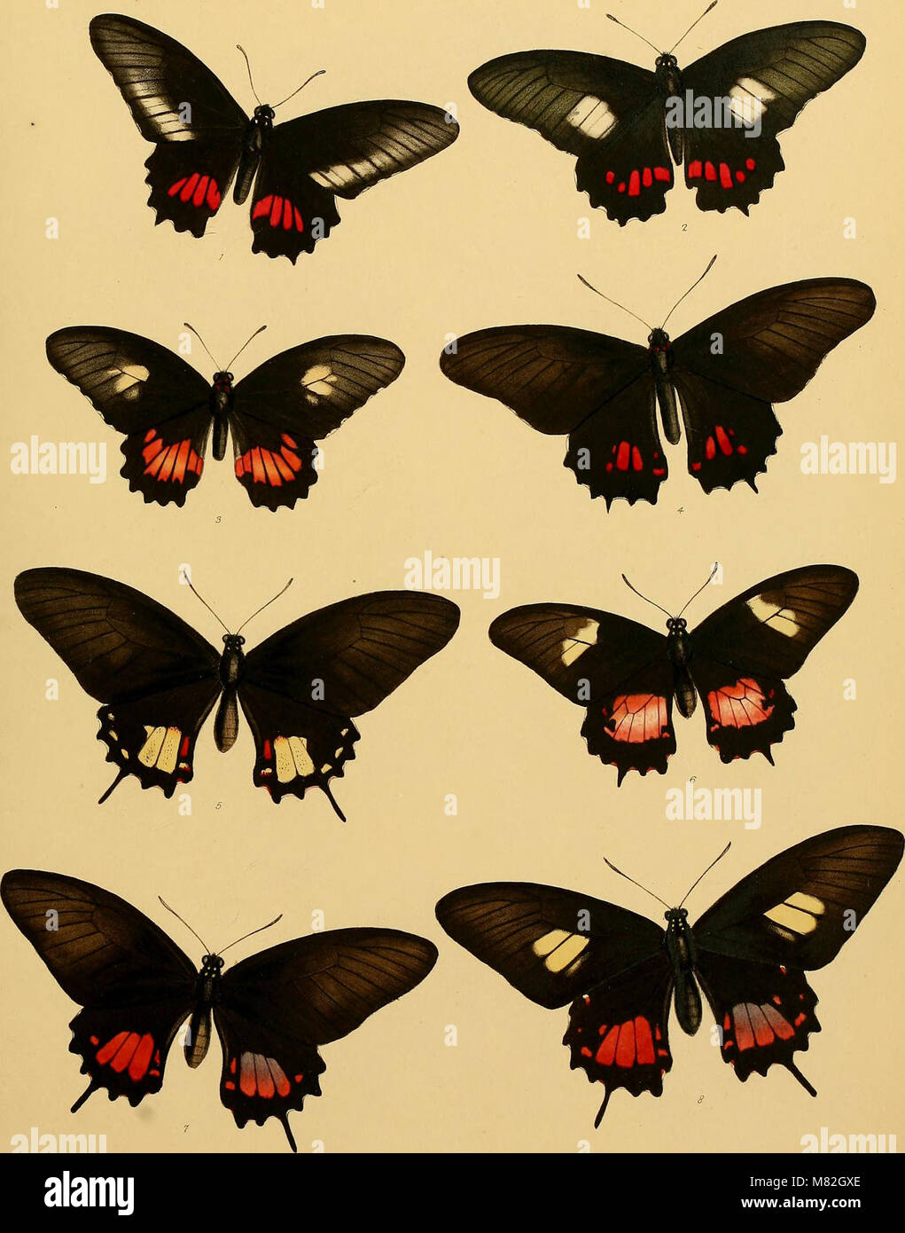 The 1852 catalogue of lepidopterous insects in the British Museum ...