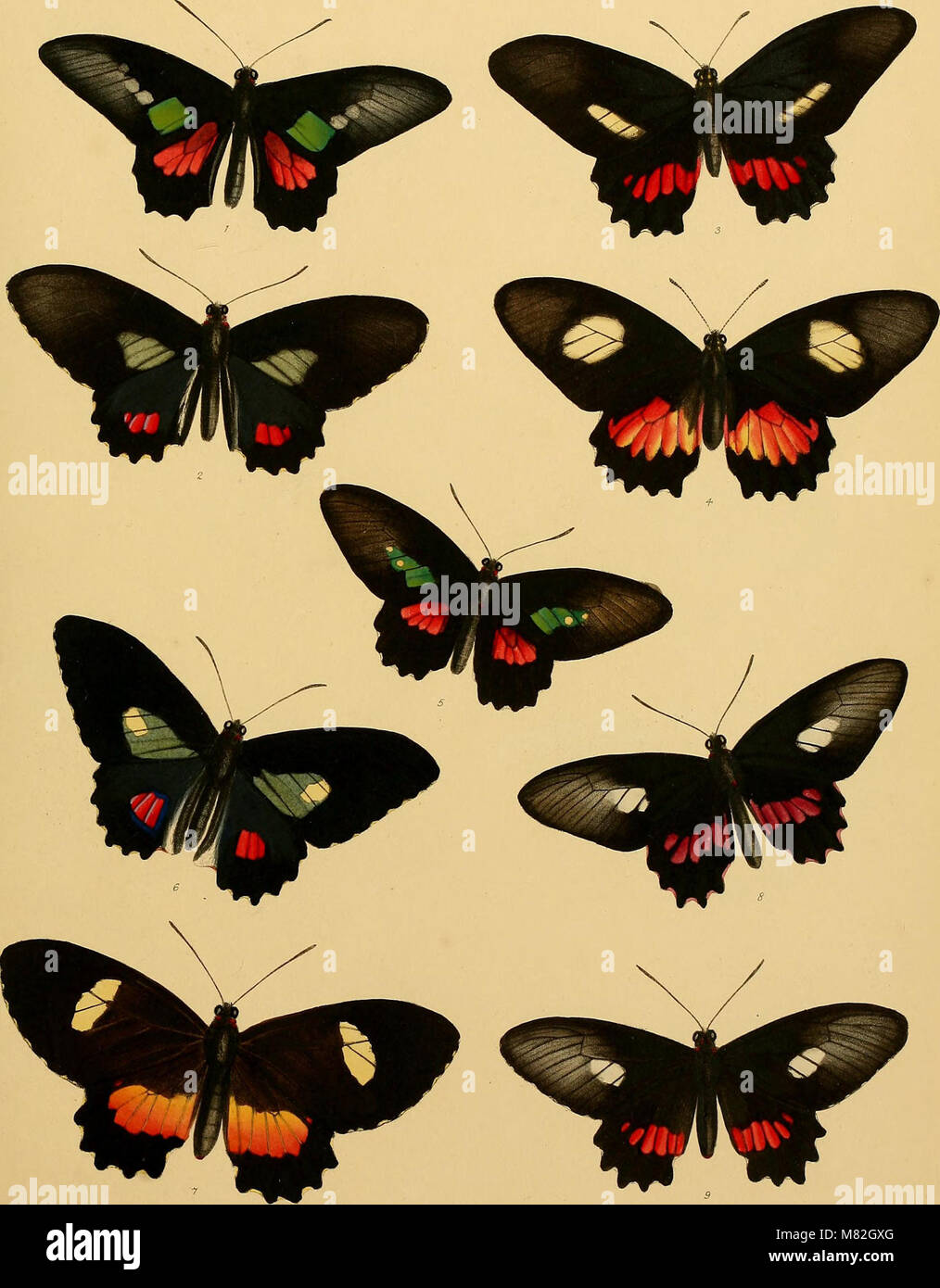 The Catalogue of Lepidopterous Insects (1852) provides a detailed list ...