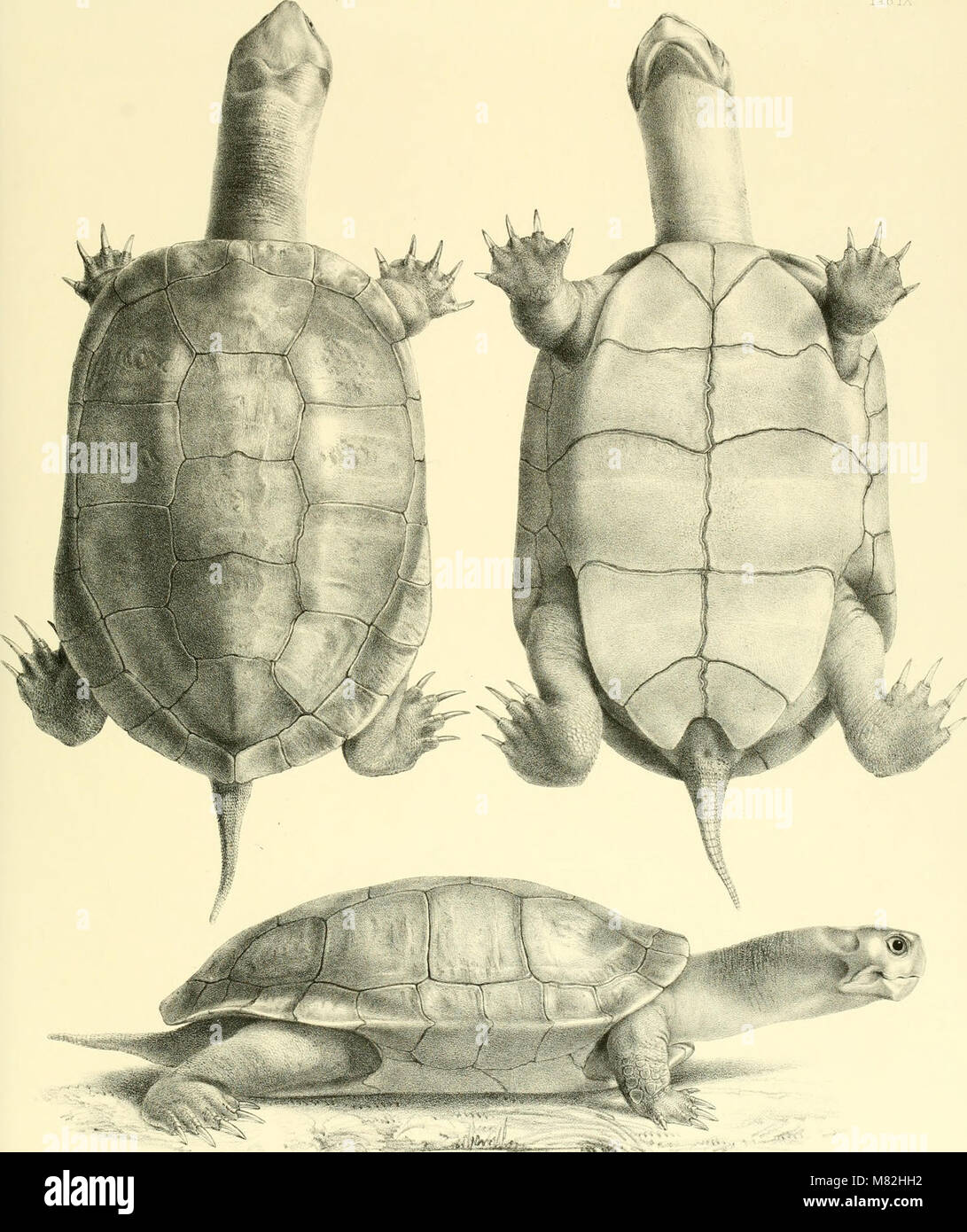 This catalog provides a detailed list of shield reptiles in the British