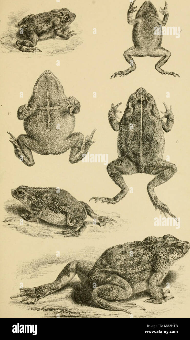 Amphibian classifications hi-res stock photography and images - Alamy
