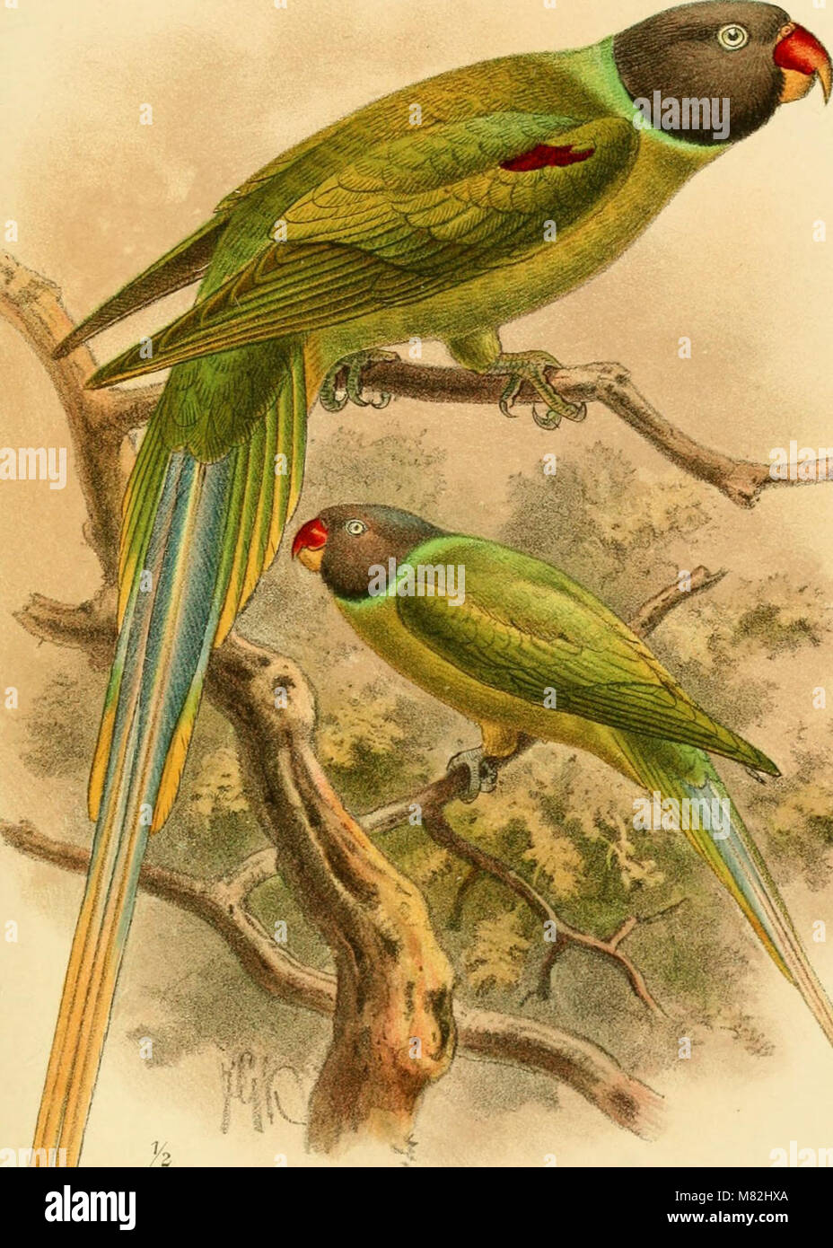 The 'Catalogue of the Birds in the British Museum' (1874) provides a