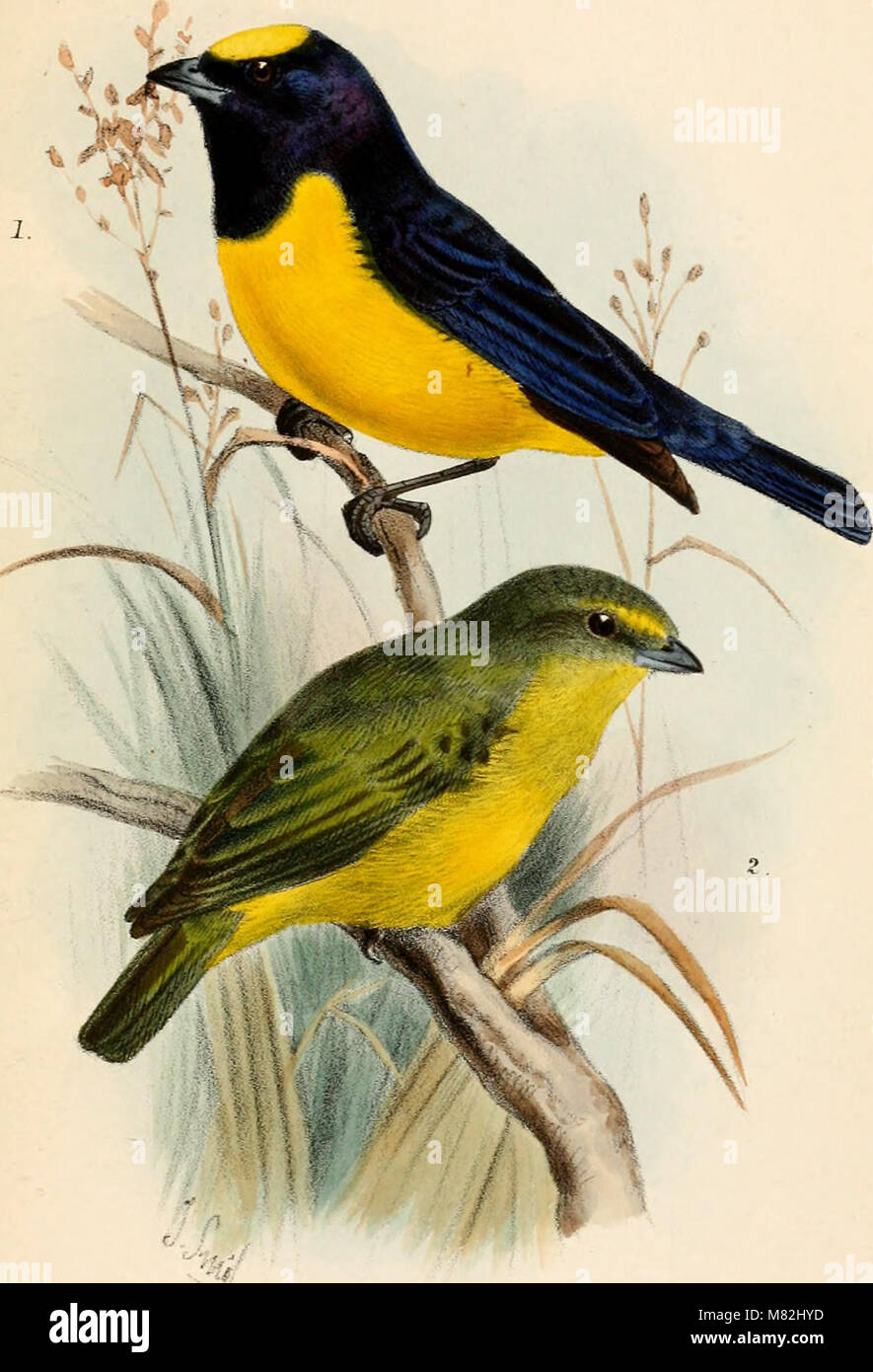 The 'Catalogue of the Birds in the British Museum' (1882) is an