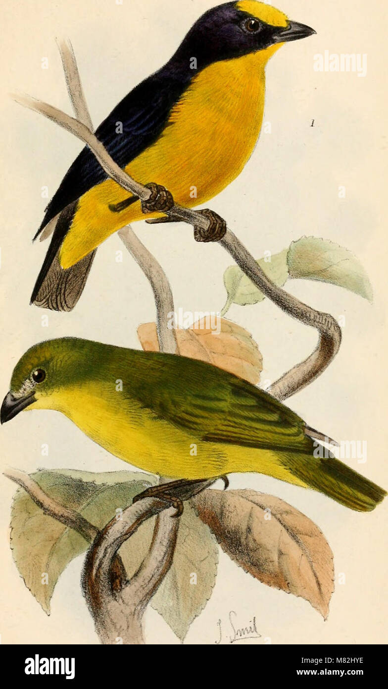 This 1882 catalogue lists the bird species housed in the British Museum