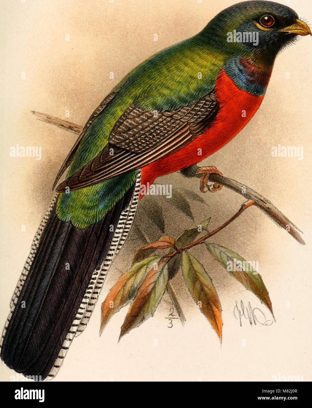 The 1892 'Catalogue of the Birds in the British Museum' provides