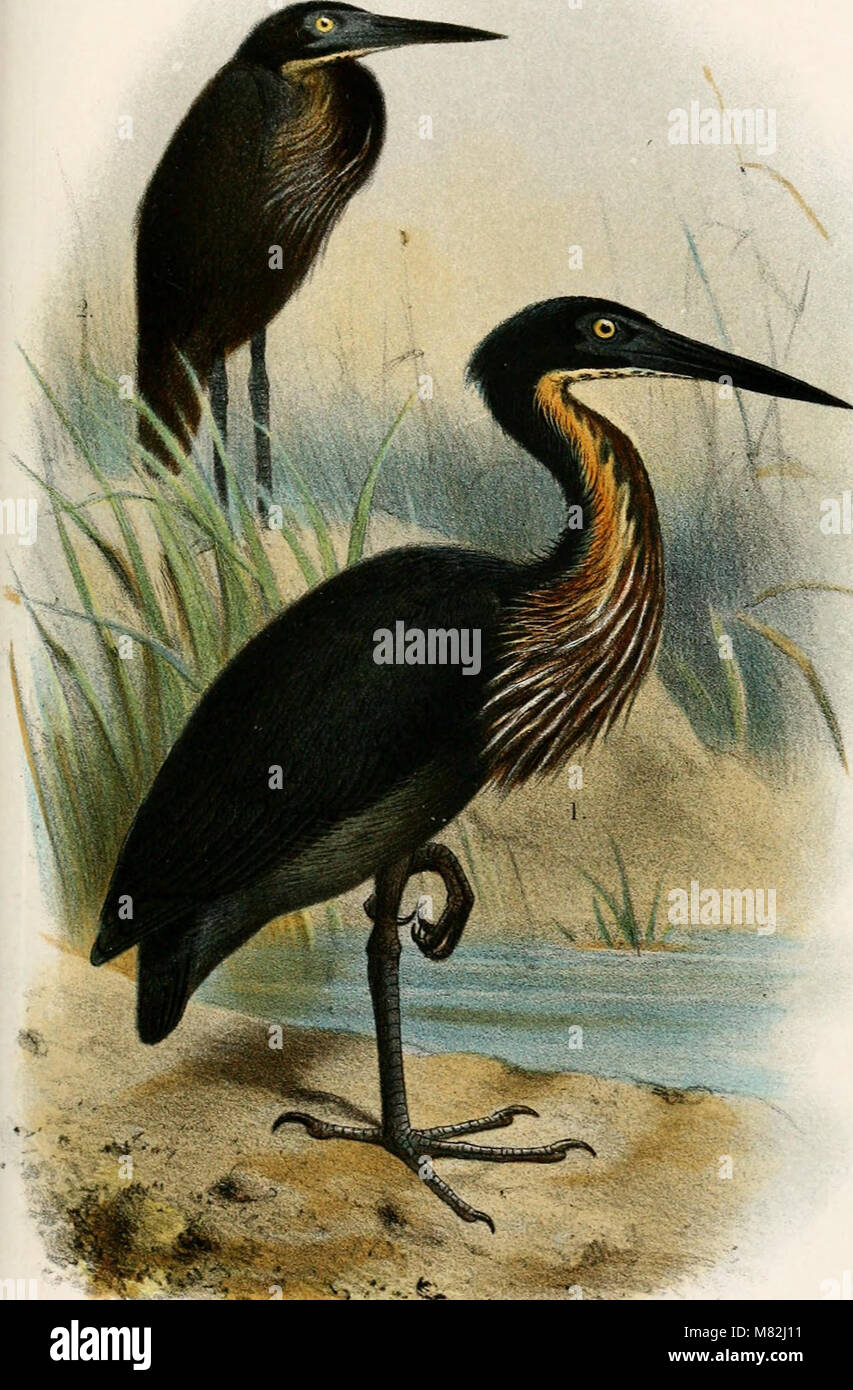 The Catalogue of Birds in the British Museum (1898) lists and describes