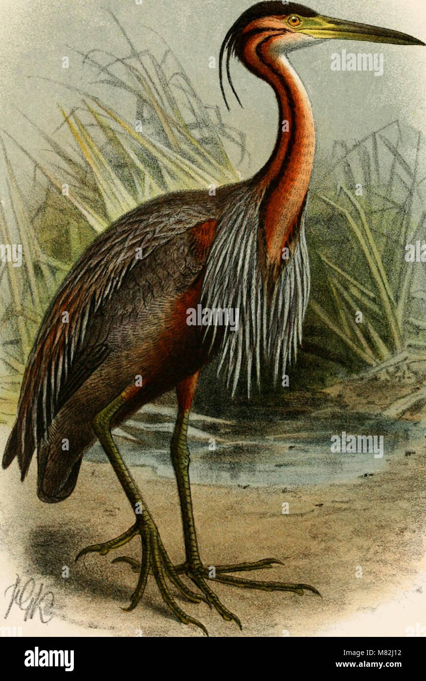 This catalogue, published in 1898, lists the birds in the British ...