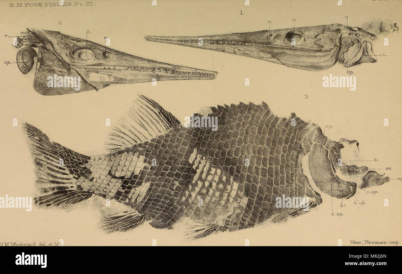 Catalogue of the fossil fishes in the British Museum (Natural History
