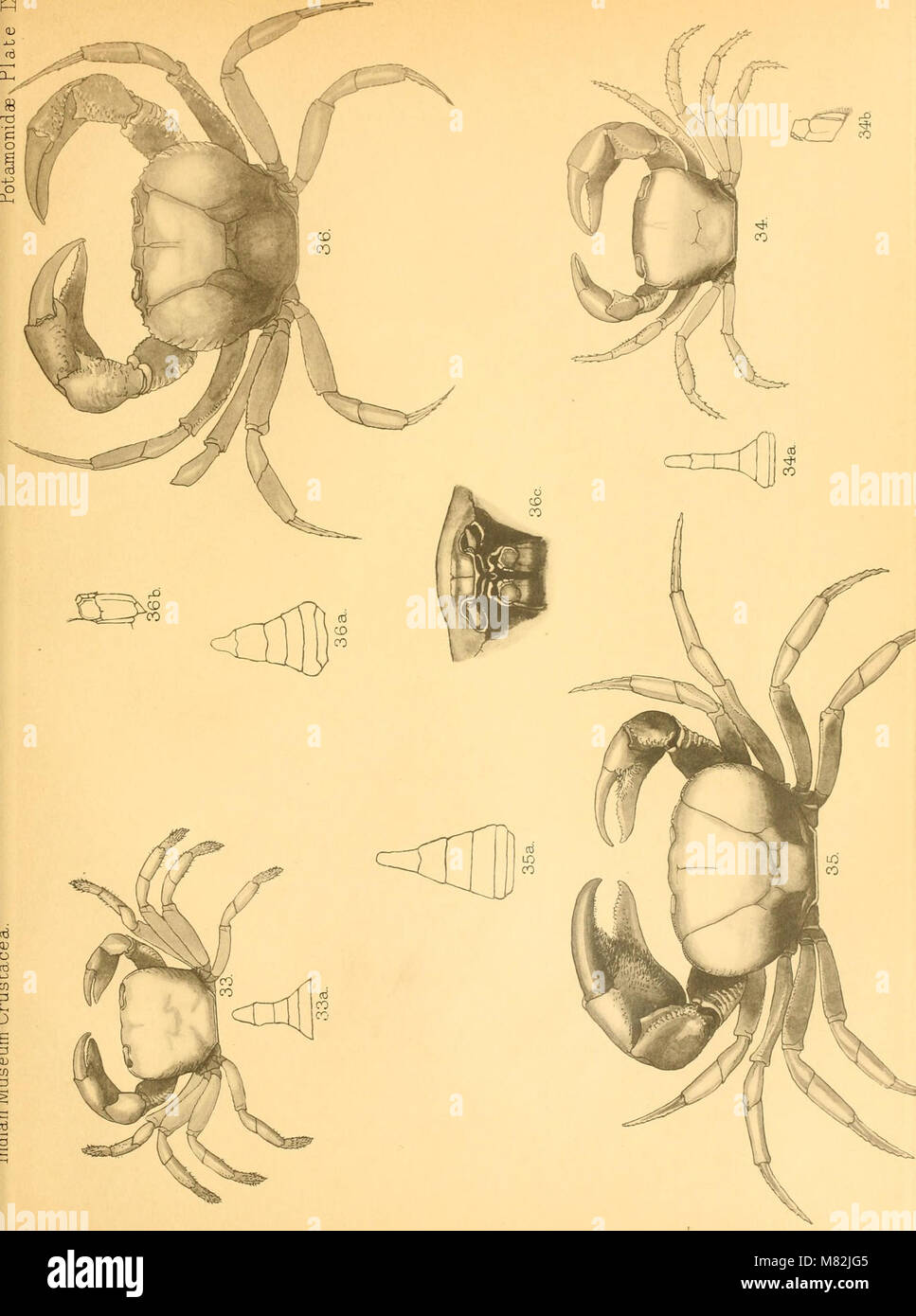 Catalogue indian decapod crustacea in hi-res stock photography and ...