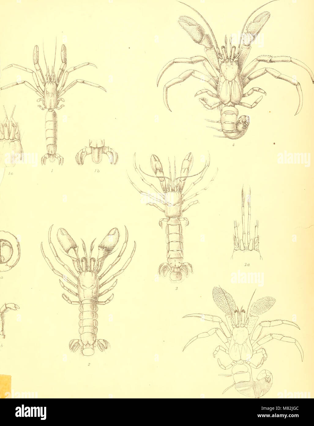 Catalogue indian decapod crustacea in hi-res stock photography and ...