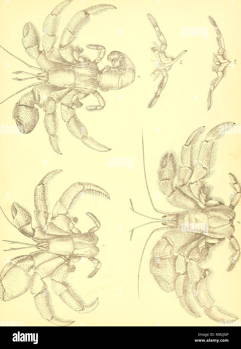 Catalogue indian decapod crustacea in hi-res stock photography and ...