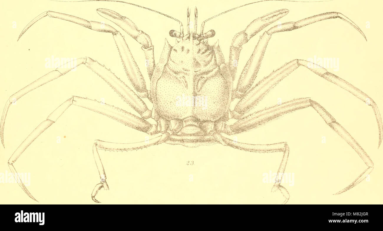 Catalogue indian decapod crustacea in hi-res stock photography and ...