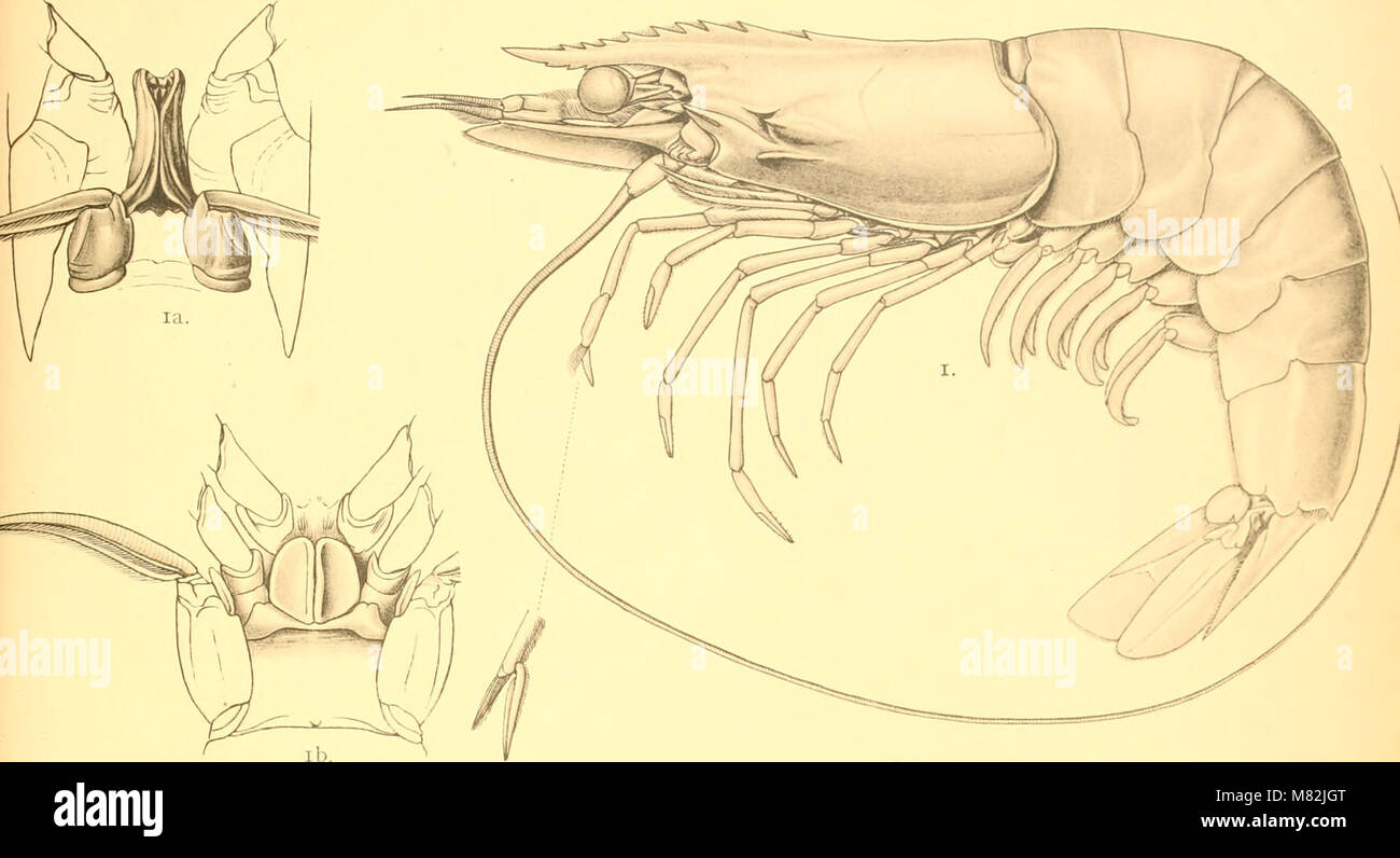 Catalogue indian decapod crustacea in hi-res stock photography and ...