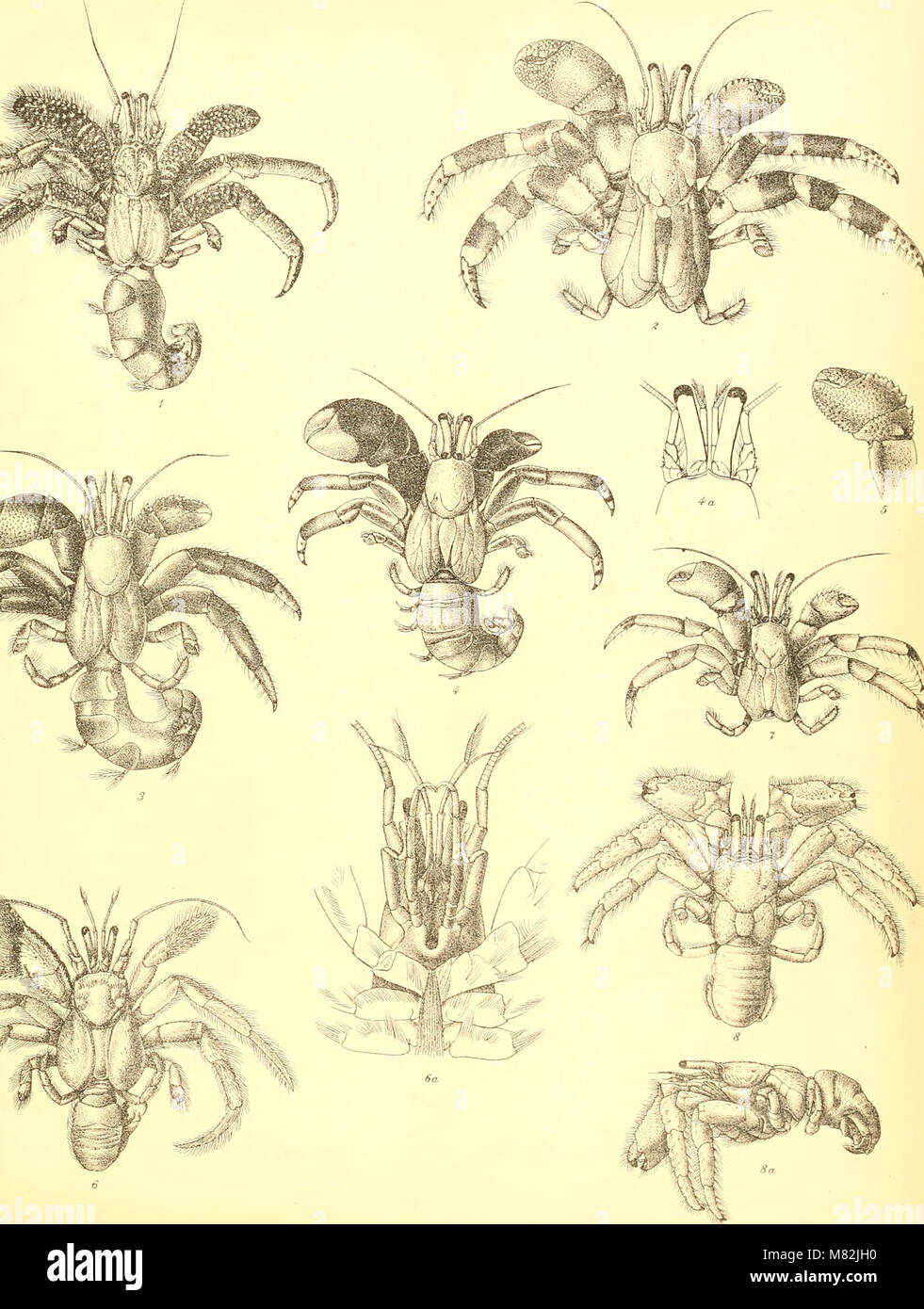 Catalogue indian decapod crustacea in hi-res stock photography and ...