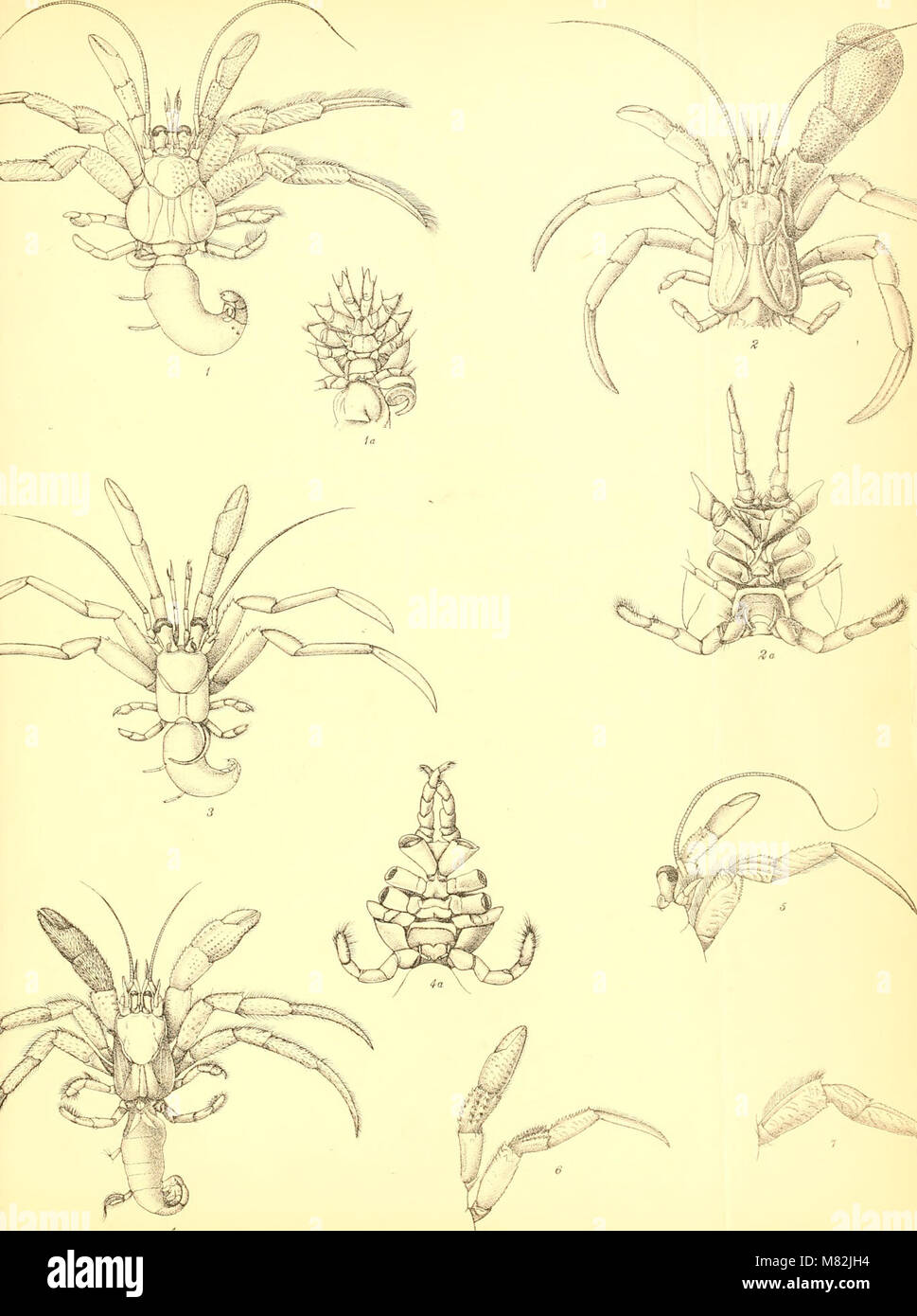 Catalogue indian decapod crustacea in hi-res stock photography and ...