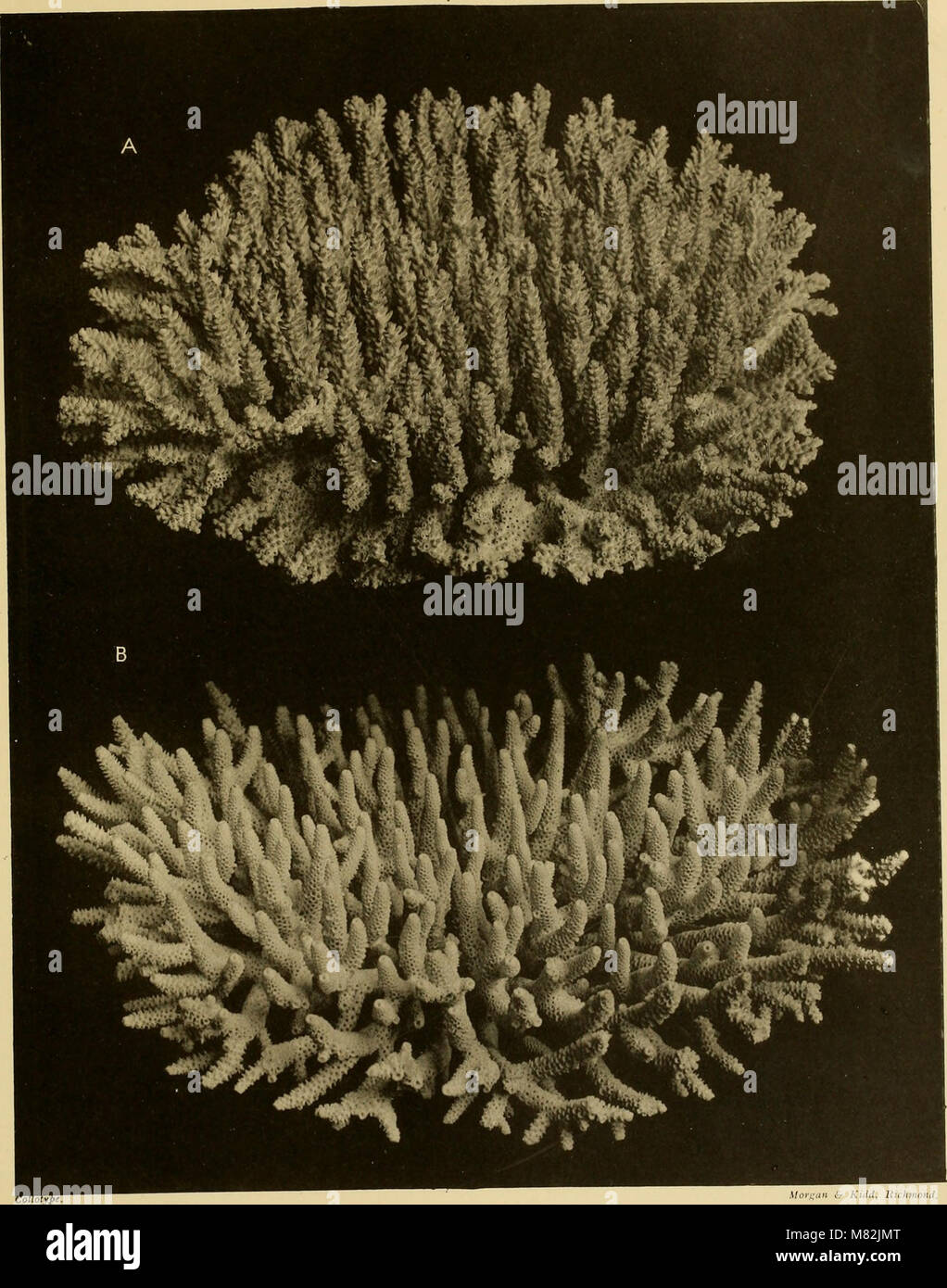 This 1893 catalogue compiles detailed descriptions and classifications