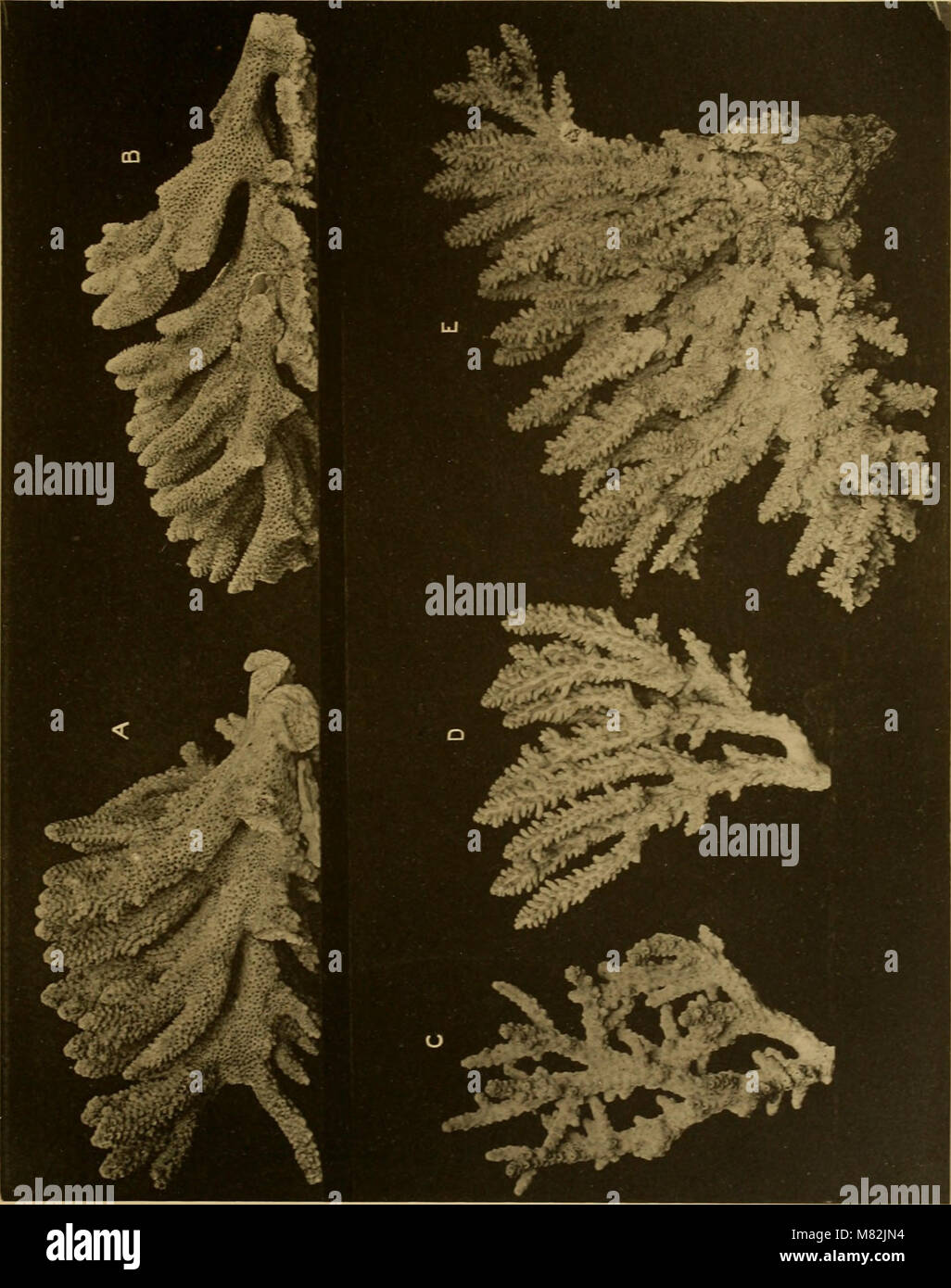 The Catalogue of Madreporarian Corals, published in 1893, provides a