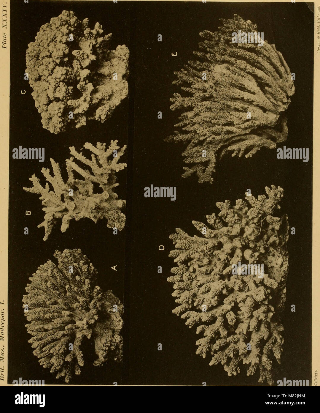 The 'Catalogue of the Madreporarian Corals in the British Museum' (1893