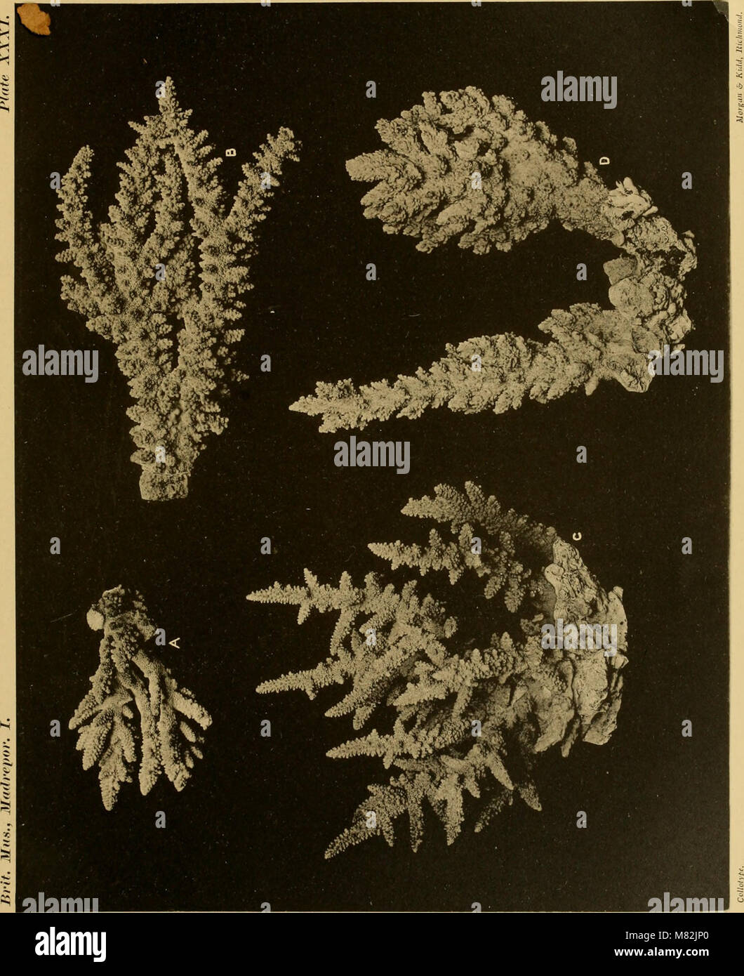 This catalogue offers a detailed list of madreporarian corals in the