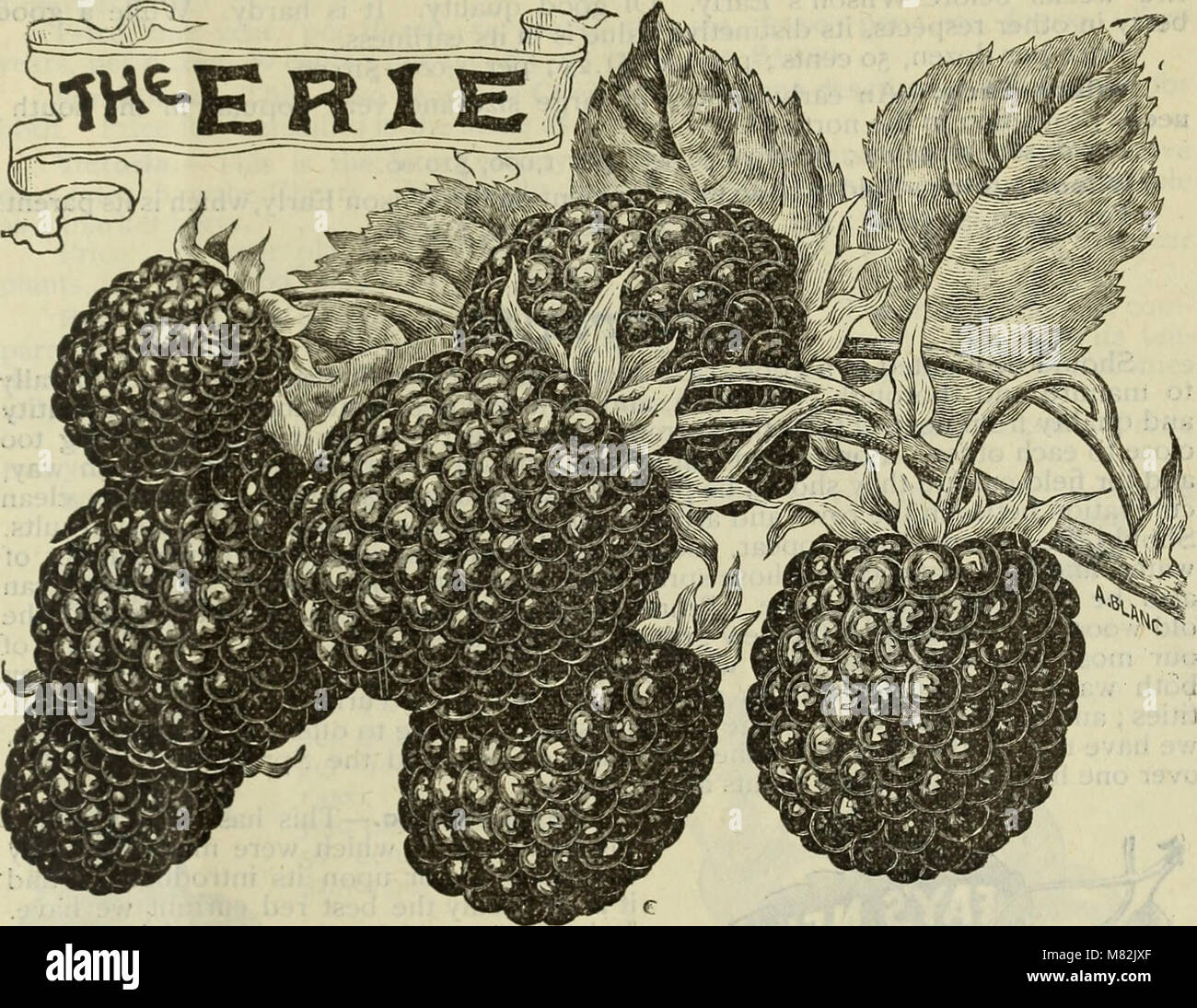 Catalogue of the Orange County Nurseries (1896) (20355684328 Stock