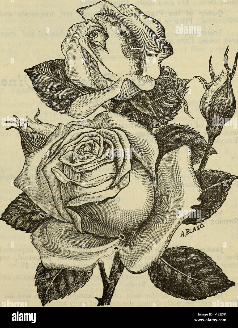 Catalogue of the Orange County Nurseries (1896) (20355761758 Stock