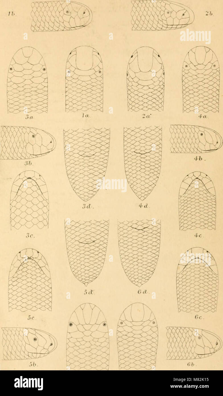 Catalogue of the snakes in the British Museum (Natural History) (1893
