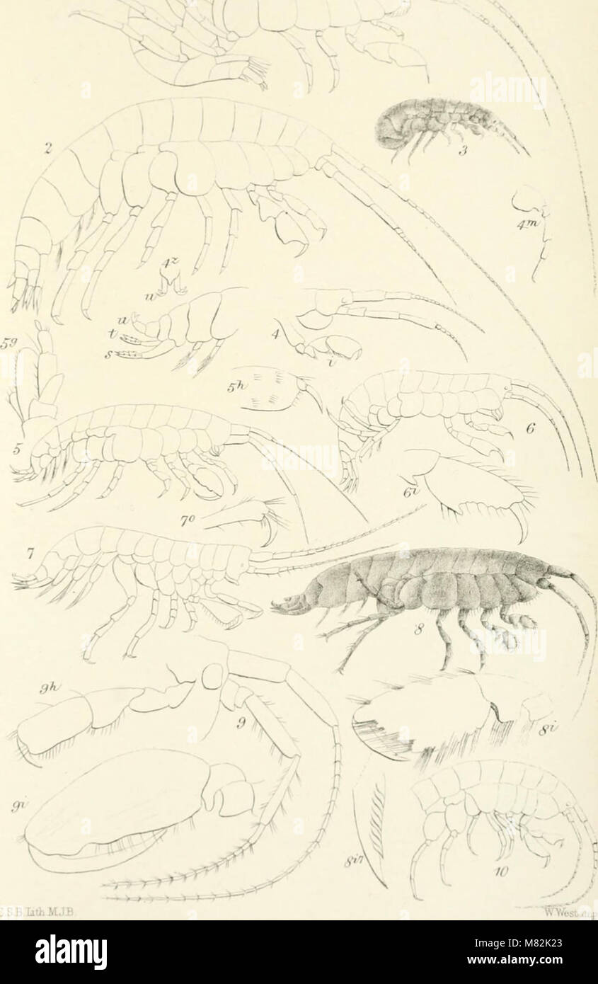 Catalogue of the specimens of amphipodous Crustacea in the collection of the British Museum by C. Spence Bate (1862) (20391228449) Stock Photo