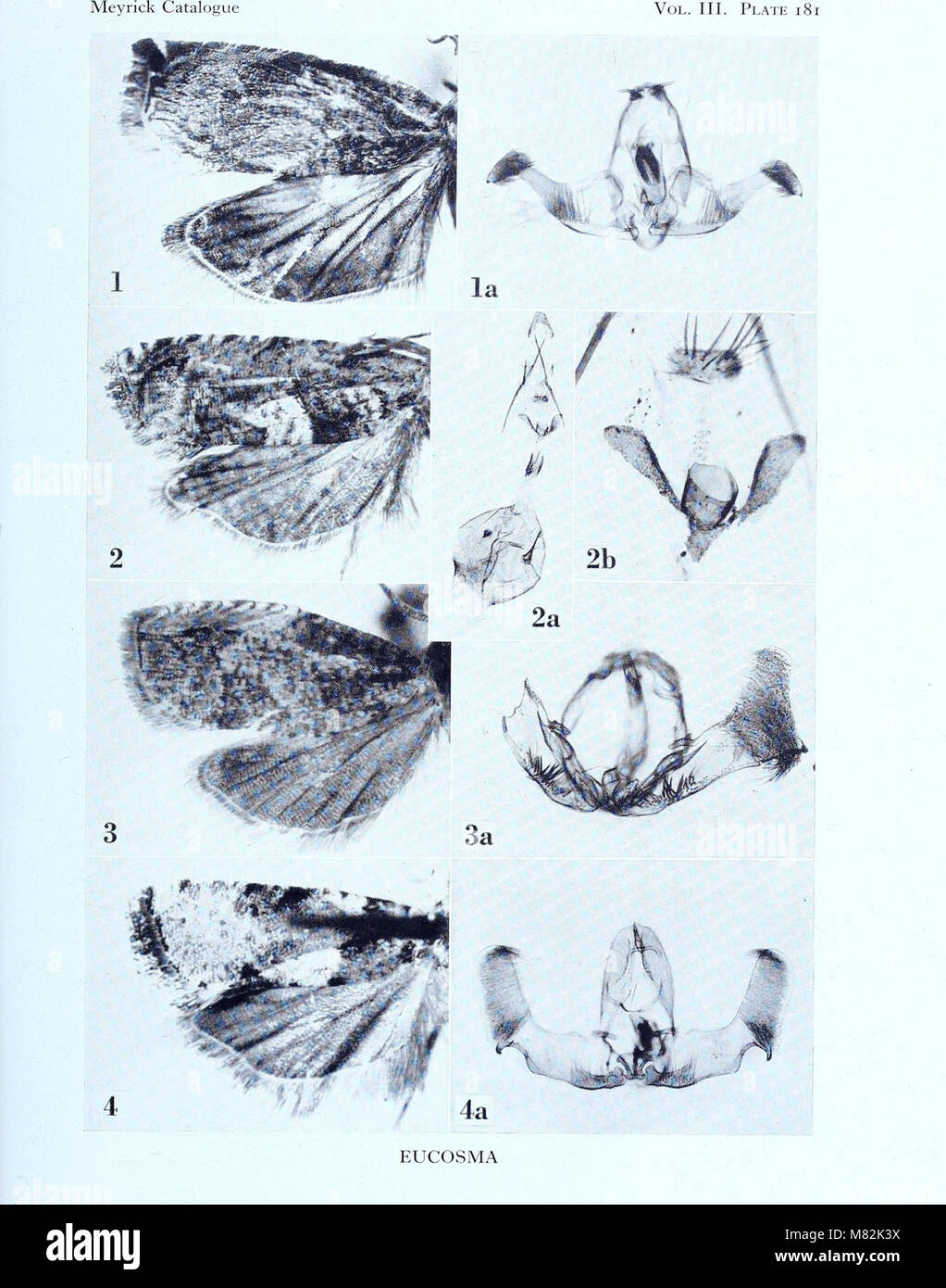 Catalogue of the types specimens of Microlepidoptera in the British ...