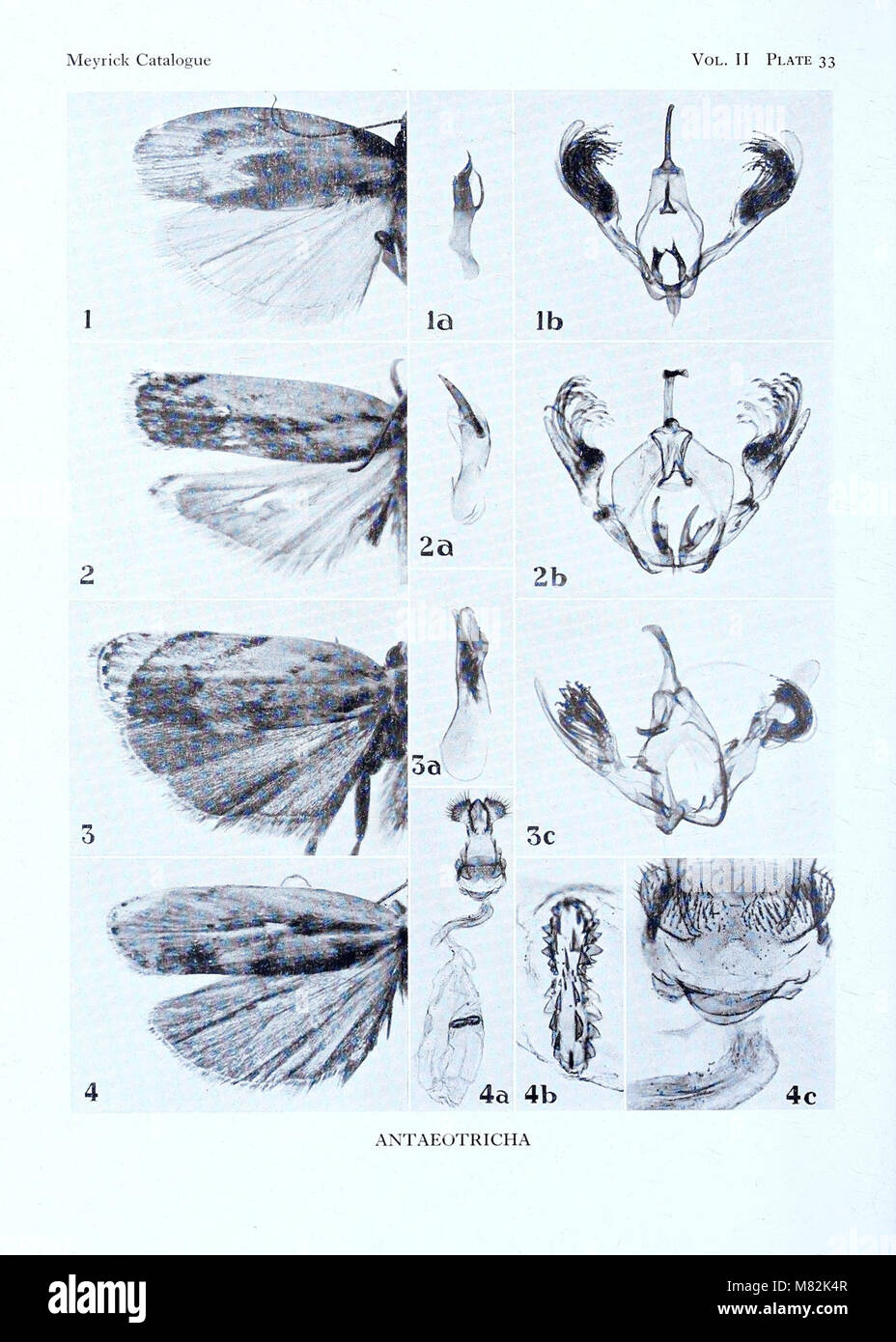 Catalogue of the types specimens of Microlepidoptera in the British