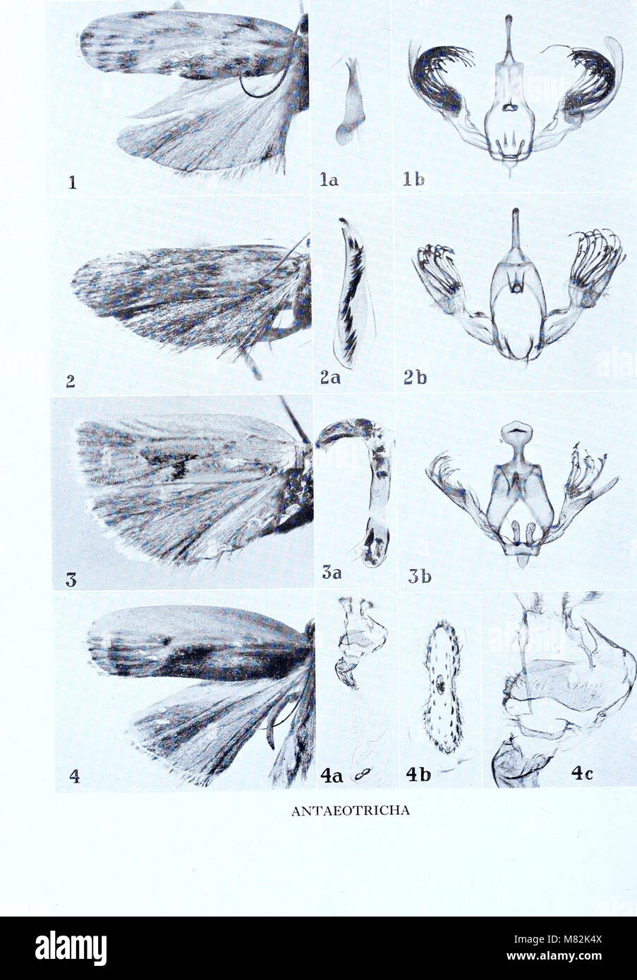 Catalogue of the types specimens of Microlepidoptera in the British